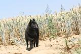 SCHIPPERKE 092